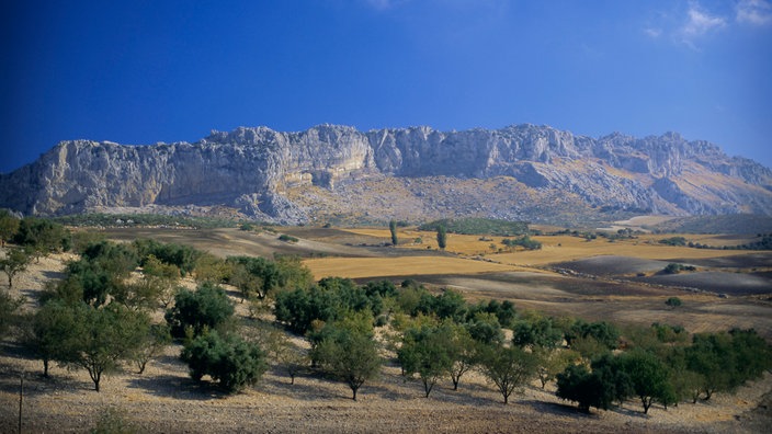 Olivenbäume in Andalusien | Bildquelle: Mauritius/Robert Harding Olivenbäume in Andalusien