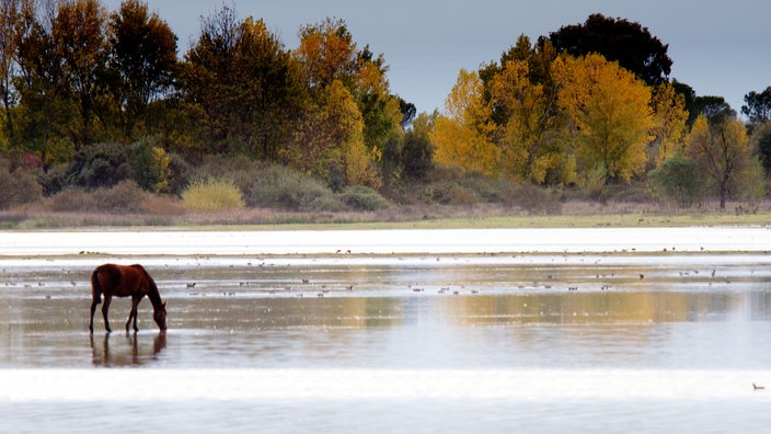 Ein Pferd steht einsam im Flachwasser. Im Hintergrund herbstlich gefärbte Bäume. | Bildquelle: Mauritius Ein Pferd steht einsam im Flachwasser. Im Hintergrund herbstlich gefärbte Bäume.