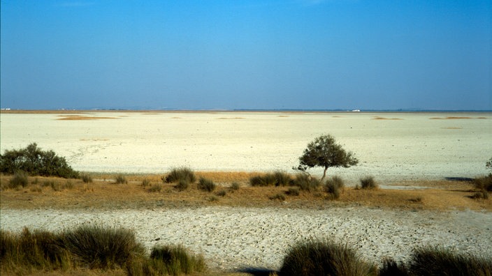 Flache, sandige Landschaft mit stellenweise kurzem Bewuchs. | Bildquelle: WDR/Johannes Höflich Flache, sandige Landschaft mit stellenweise kurzem Bewuchs.