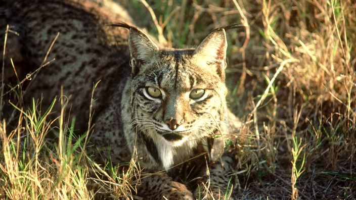 Der Luchs hat ein braun geflecktes Leopardenmuster, liegt im trockenen Gras und schaut in die Kamera