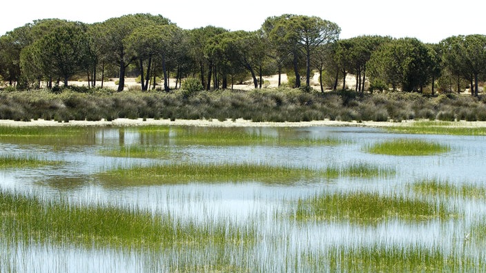 Pinienwald und sumpfige Landschaft | Bildquelle: Mauritius Pinienwald und sumpfige Landschaft