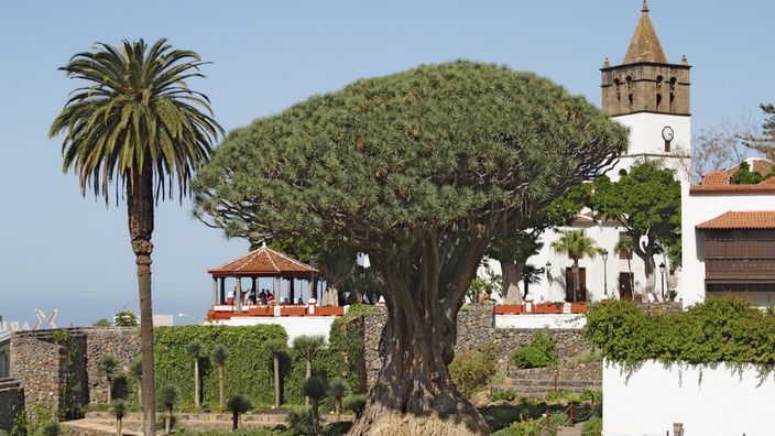 Ein Baum mit einer buschigen Krone und dickem Stamm. Links steht eine Palme, rechts im Hintergrund eine Kirche.