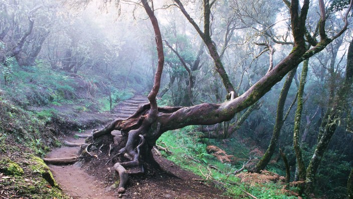 Ein Baum mit knorrigem Stamm, der sich nach rechts neigt, an einem Waldweg.
