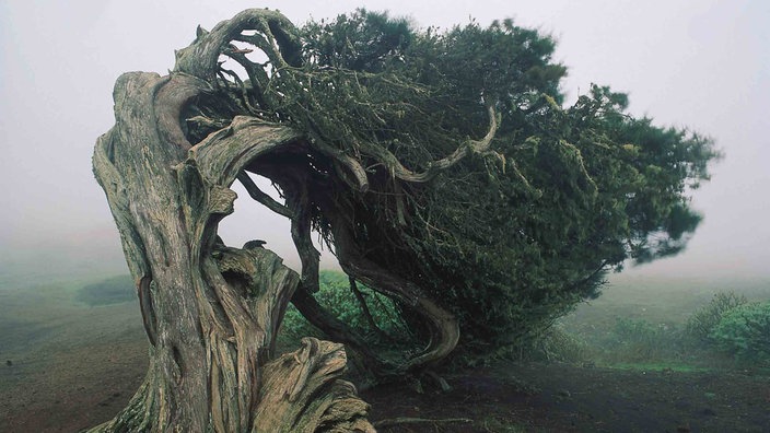 Ein Baum mit breitem verwittertem Stamm, dessen grüne Krone nach rechts gebogen ist und bis auf den Boden reicht. | Bildquelle: Turespaña Ein Baum mit breitem verwittertem Stamm, dessen grüne Krone nach rechts gebogen ist und bis auf den Boden reicht.