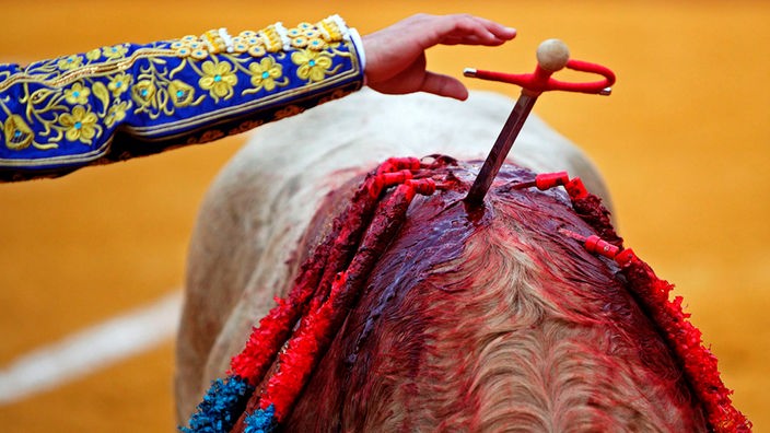 Die Lanze eines Picadors steckt blutigen Nacken eines Stieres.