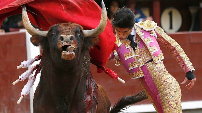 Ein großer brauner Stier attackiert das rote Tuch eines jungen Matadors.
