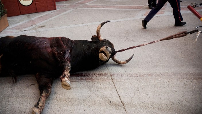 Ein toter Bulle wird aus der Arena geschleift.