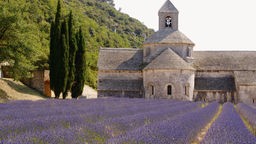 Romanische Kirche und Cypressen hinter einem Lavendelfeld.