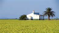 Blick über ein Reisfeld auf ein weißes Haus, neben dem eine Palme steht