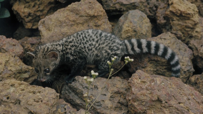 Blick auf eine grau-schwarz gefleckte Ginsterkatze, die über Felsen läuft. | Bildquelle: Mauritius Blick auf eine grau-schwarz gefleckte Ginsterkatze, die über Felsen läuft.