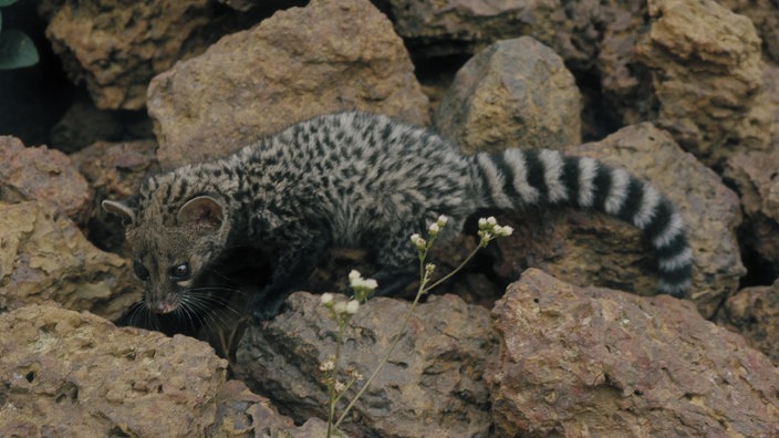 Blick auf eine grau-schwarz gefleckte Ginsterkatze, die über Felsen läuft.