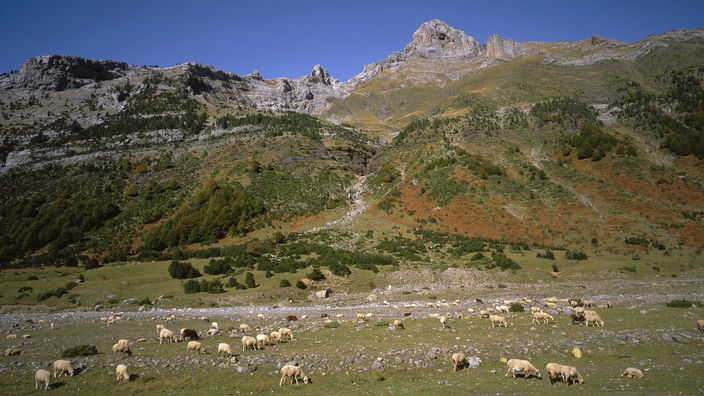 Ein paar Schafe grasen auf einem kargen Hochplateau in den Pyrenäen.