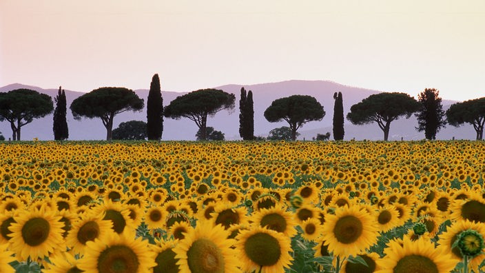 Typische toskanische Landschaft. Sonnenblumenfeld mit Zypressen und Pinien im Hintergrund.
