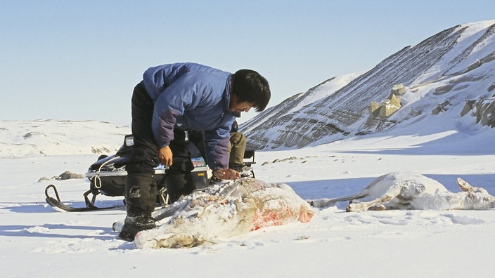 Inuk beugt sich über zwei erlegte Karibus, die neben seinem Motorschlitten liegen. | Bildquelle: dpa Inuk beugt sich über zwei erlegte Karibus, die neben seinem Motorschlitten liegen.