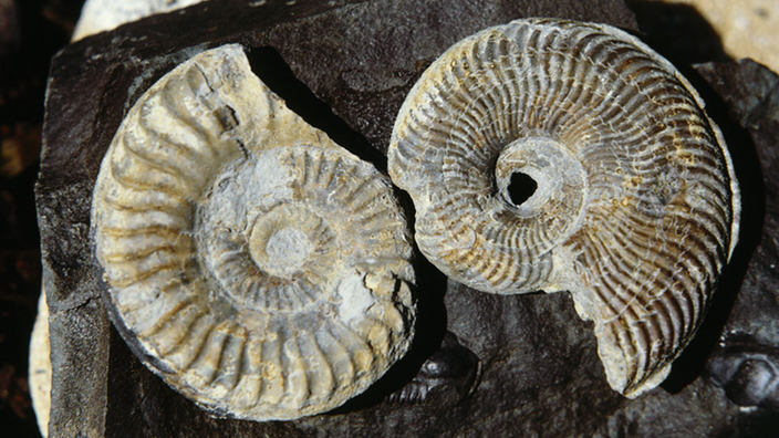 Das Bild zeigt viele kleine Schnecken-Fossilien.