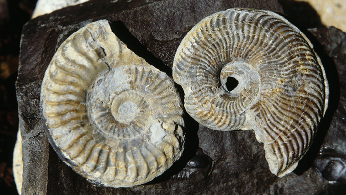 Das Bild zeigt viele kleine Schnecken-Fossilien. | Bildquelle: ATV Das Bild zeigt viele kleine Schnecken-Fossilien.