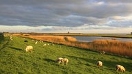Schafe auf dem Deich am Ijsselmeer