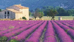 Blühende Lavendelfelder in der Provence in Südfrankreich