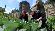 Zwei junge Menschen ernten Kohl vor der Burgmauer in Andernach.