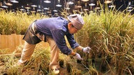 Landwirtschaft in der Stadt