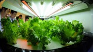 Salatpflanzen unter Kunstlicht in einem Labor. Menschen schauen auf die Pflanzen in ihrer Hydrokultur.