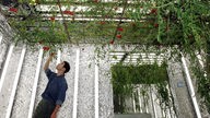 Ein Japaner kontrolliert Tomaten die im Keller eines Hochhauses wachsen.