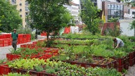 Verschiedene Pflanzen wachsen in roten Plastikkisten, die mit Erde befüllt sind auf einer freien Fläche zwischen Häusern.