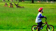 Rehe beobachten einen kleinen Jungen auf dem Fahrrad im Richmond Park