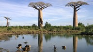 Zwei Baobabs hinter einem kleinen Teich, in dem Vögel baden.