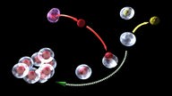Die Grafik zeigt, wie aus einer Eizelle der Zellkern entnommen wird und ein Zellkern einer Körperzelle dafür injiziert wird. Daraus bilden sich acht Stammzellen.