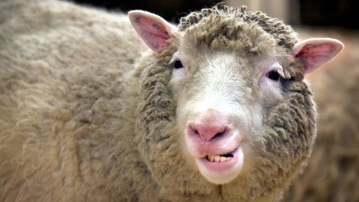 Geklont: das Schaf Dolly.