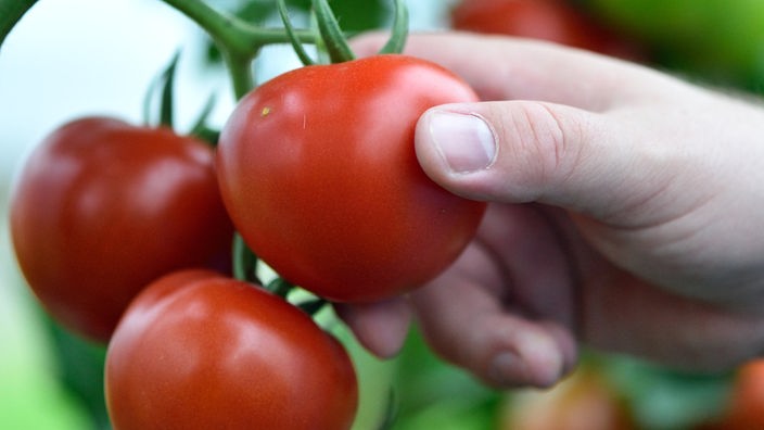 Hand greift nach einer reifen Tomate, die an einem Strauch hängt.