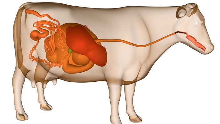 Anatomie der Kuh