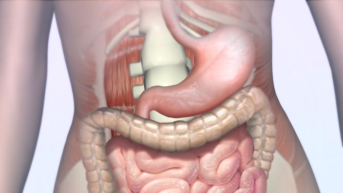 Abbildung der inneren Organe