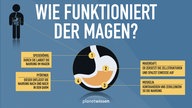 Wie funktioniert der Magen? Eine grafische Übersicht