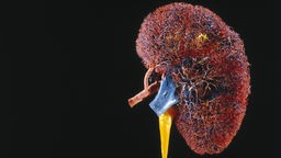 Grafik einer Niere.