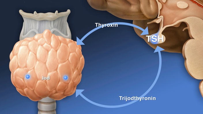 Grafische Darstellung der Hormonkette vom Gehirn zur Schilddrüse.