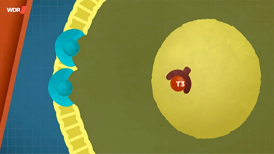 Screenshot aus dem Film "Der Weg der Schilddrüsenhormone in die Leberzelle"