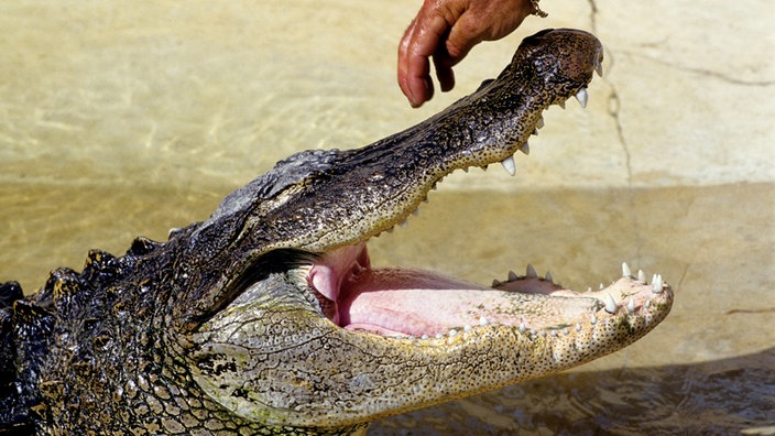 Nahaufnahme des Kopfes eines Krokodils mit geöffnetem Mund. Darüber eine menschliche Hand. | Bildquelle: AGE/Mauritius Nahaufnahme des Kopfes eines Krokodils mit geöffnetem Mund. Darüber eine menschliche Hand.