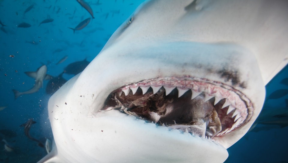 Blick ins Maul des Bullenhaies | Bildquelle: dpa Blick ins Maul des Bullenhaies