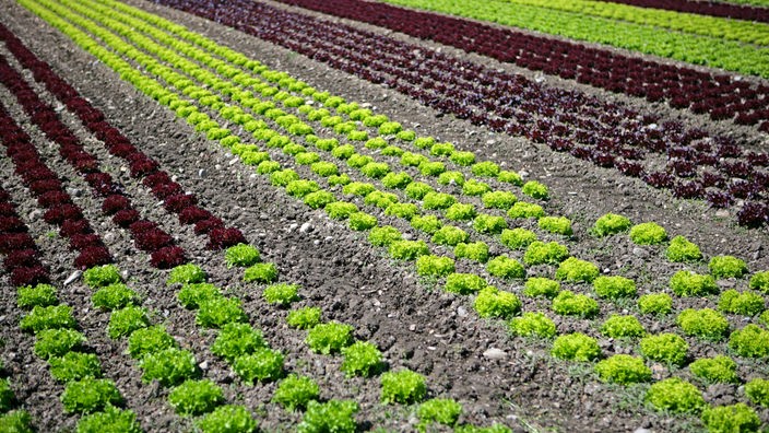 Salatfelder auf der Insel Reichenau
