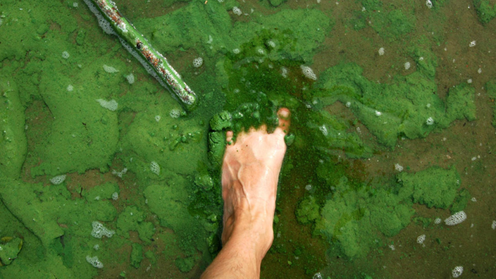 Fuß in durch Algen grün gefärbtem Wasser.