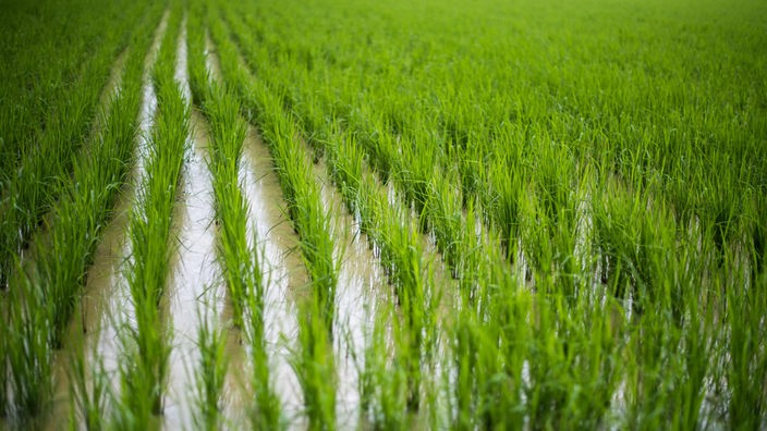 Das Bild zeigt ein grünes Reisfeld