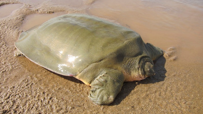 Riesen-Weichschildkröte | Bildquelle: AP/Wildlife Conservation Society Riesen-Weichschildkröte