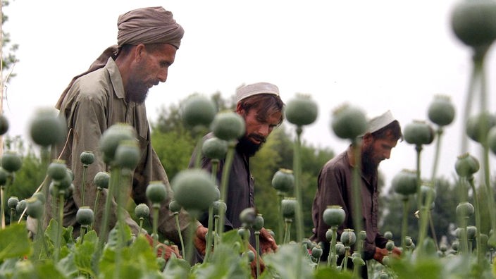 Opiumbauern in Afghanistan