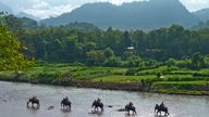 Elefanten waten durch den Mekong vor Uferlandschaft und Bergen im Hintergrund