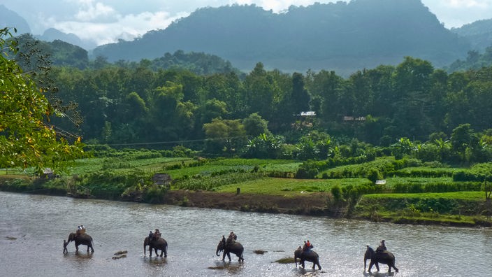 Elefanten waten durch den Mekong vor Uferlandschaft und Bergen im Hintergrund