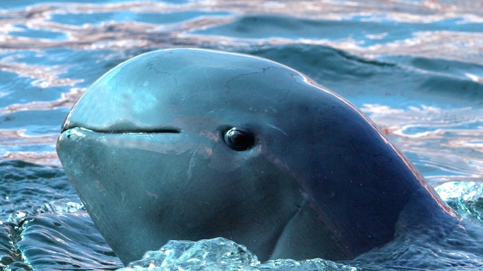Kopf eines Irawadi-Delfins schaut aus dem Wasser heraus | Bildquelle: dpa/EPA/Barbara Walton Kopf eines Irawadi-Delfins schaut aus dem Wasser heraus