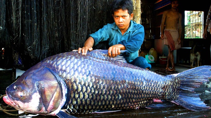 Das Bild zeigt einen Mann, der hinter einem großen, toten Fisch, einem Riesenkarpfen, hockt. Der Mann hat seine Hände auf den Fisch gelegt.