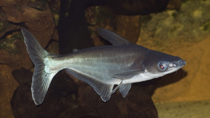 Siam-Haiwels | Bildquelle: WDR/dpa/Wildlife Siam-Haiwels